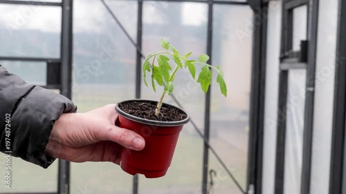 Tomato Seedling in Plastic Pot Prepared for Planting in Greenhouse