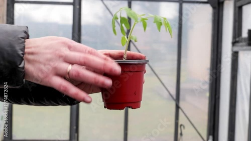 Gardener Holding Tomato Plant Seedling for Early Stage Cultivation