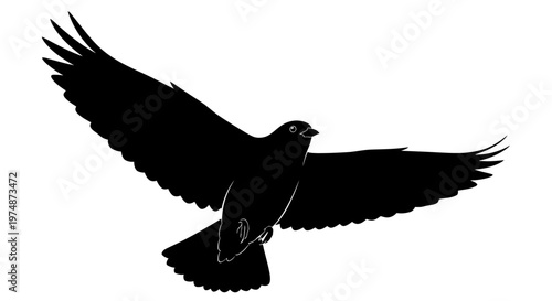 Silhouette of Flying Bird.
