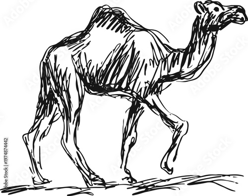 Hand drawn camel sketch walking in desert with detailed fur and hump illustration