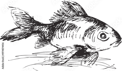 hand drawn fish sketch detailed aquatic animal illustration with scales, fins, and tail in black ink drawing