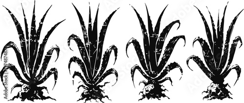 Four aloe vera plants in a row with roots and spiky leaves, isolated black and white botanical illustration