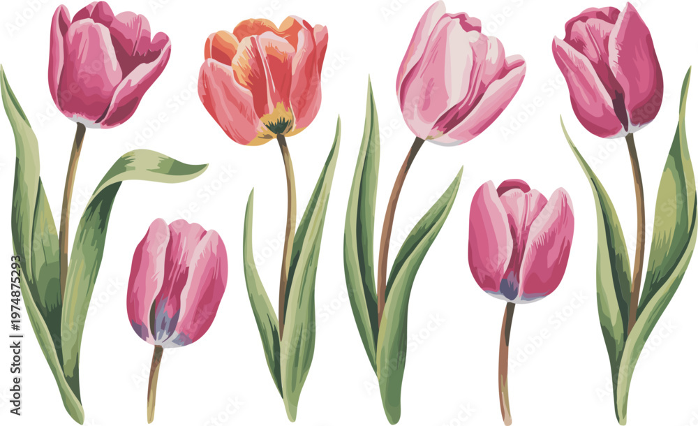 Fototapeta premium Colorful tulip flower set with pink and orange blossoms, isolated spring floral vector illustration