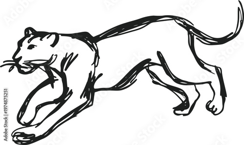 Black panther walking in stealthy pose big wild cat sketch with strong muscles and long tail