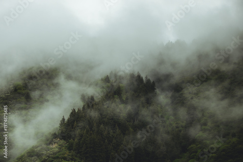 fog in the forest mountains