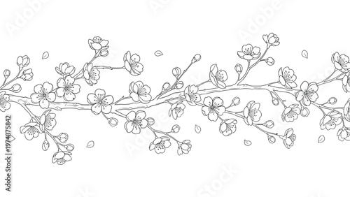 Delicate horizontal branch of cherry blossoms and buds is captured in a detailed black and white line art drawing.