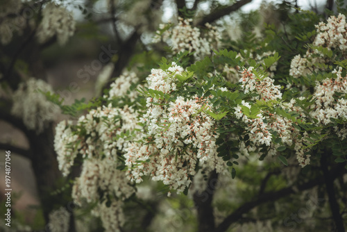 cherry tree blossom