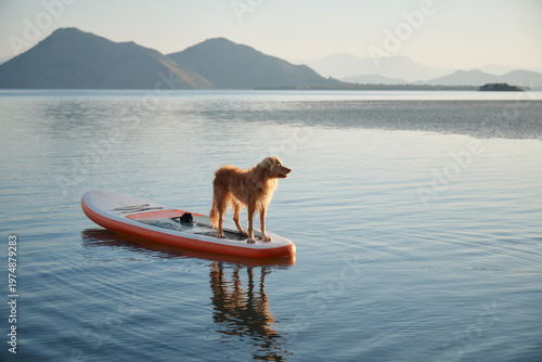 Quadro su tela A Nova Scotia Duck Tolling Retriever dog looks into the distance while standing on a board over a calm lake