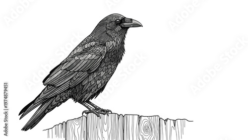 Detailed black and white engraving of a large raven bird perched on the top edge of a weathered wooden garden fence.