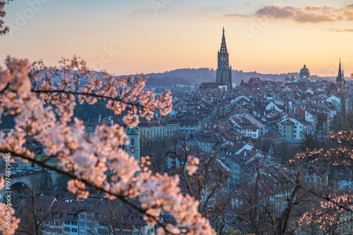 Panoramic view of Bern old town skyline with Bern Minster cathedral at sunset, framed by blooming cherry blossoms in spring