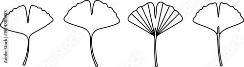 Ginkgo biloba leaf stages a botanical illustration of growth and form