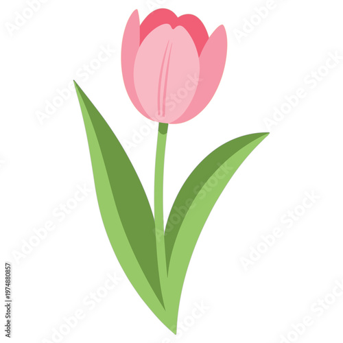 Pink tulip flower flat vector minimalist spring floral illustration