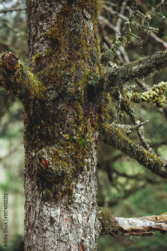 trunk of a tree