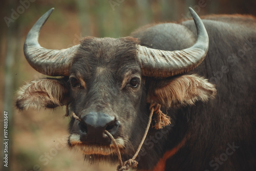 cape buffalo in the wild