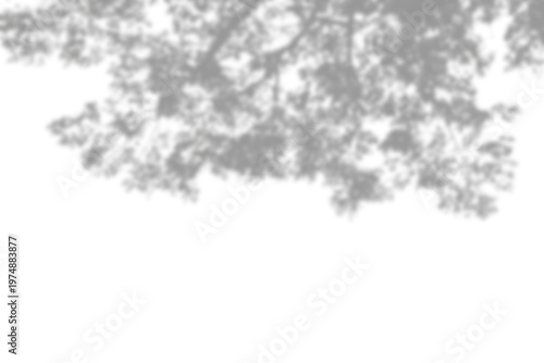 Shadow of tree branches on transparent