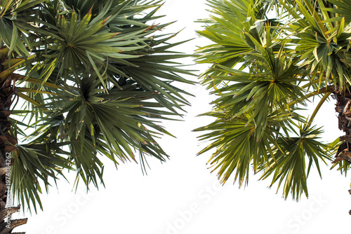 palm tree isolated on white