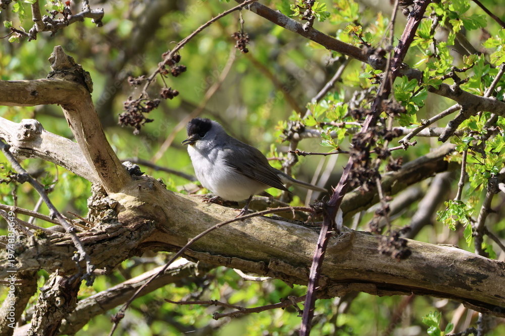 Obraz premium the male Eurasian blackcap (Sylvia atricapilla)