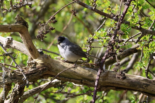 the male Eurasian blackcap (Sylvia atricapilla)