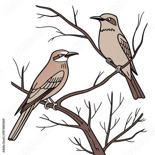 Two australian magpies perch on slender dark brown branches against a stark white background showcasing their distinctive markings high quality professional detailed