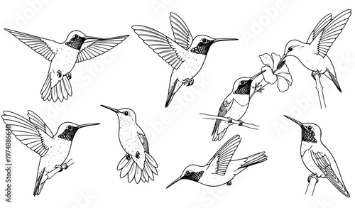 Hand drawn hummingbirds sketch set with flying and hovering birds vector illustration collection