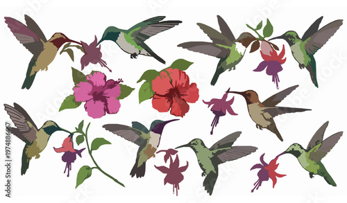 Hummingbirds and flowers sketch composition dynamic hand drawn vector illustration