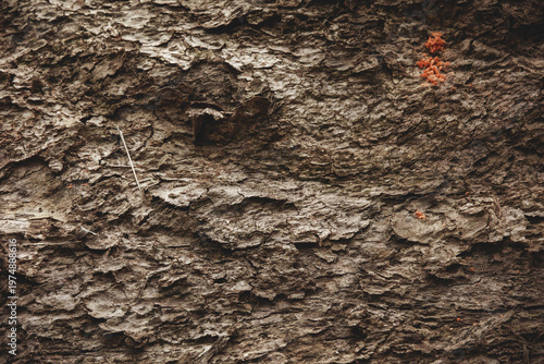 tree bark texture