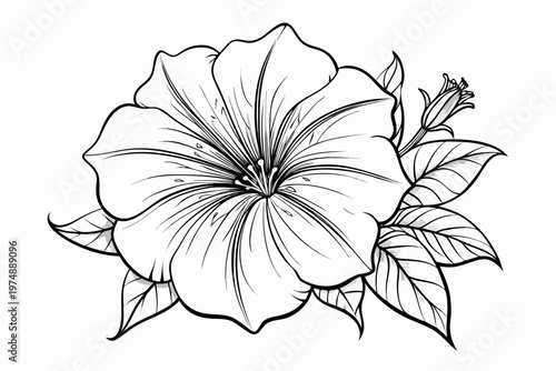 coloring page line art the petunia flower black veector