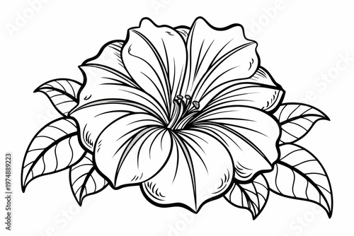 coloring page line art the petunia flower black veector