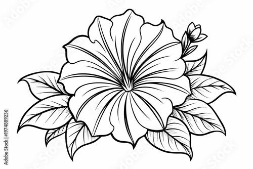 coloring page line art the petunia flower black veector
