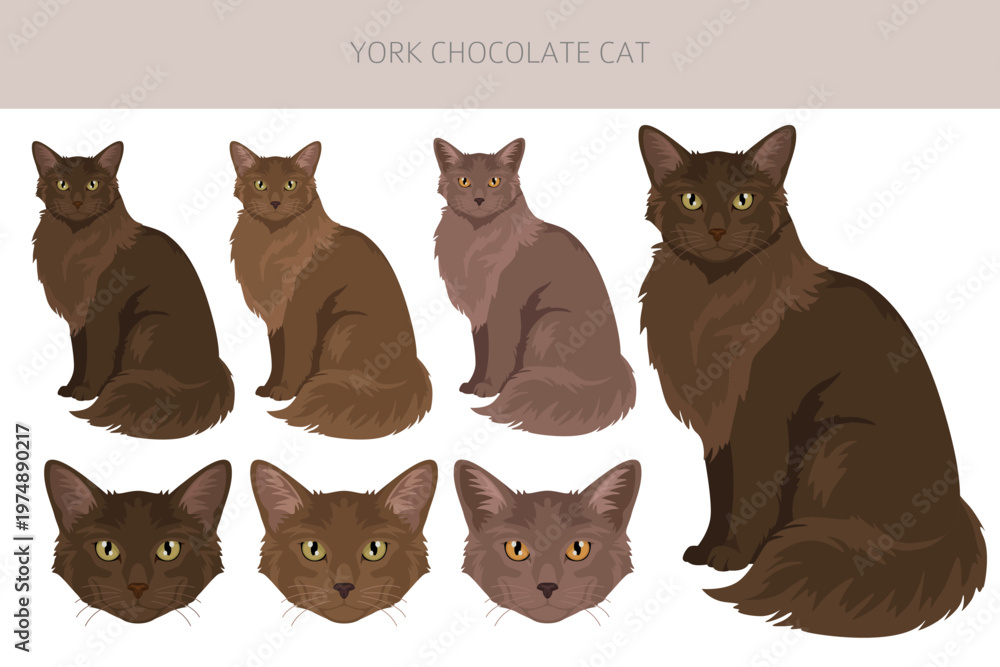 Fototapeta premium York chocolate Cat clipart. All coat colors set. All cat breeds characteristics infographic. Vector illustration
