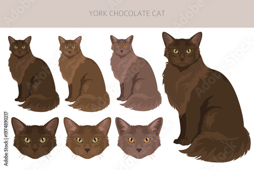 York chocolate Cat clipart. All coat colors set.  All cat breeds characteristics infographic. Vector illustration