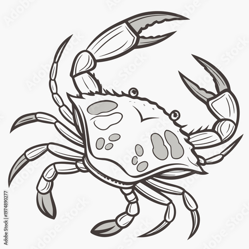 A detailed black and white illustration depicts a blue crab with prominent claws legs and a textured carapace facing forward high quality