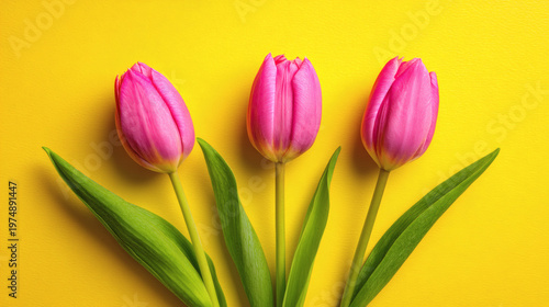 composition featuring three long stemmed pink tulips placed horizontally at the bottom edge of a vibrant canary yellow background. Clean lines and smooth texture with significant open area in 
