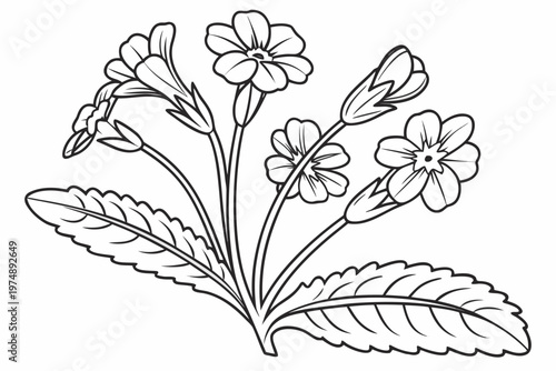 coloring page lineart the primrose flower black vector
