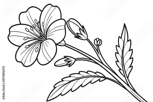 coloring page lineart the primrose flower black vector