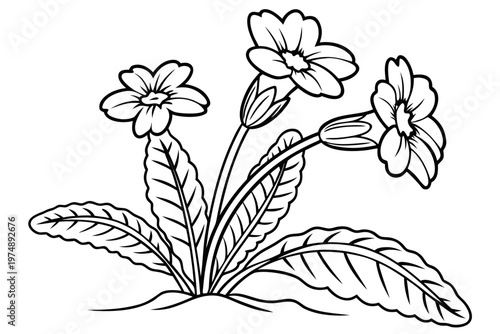 coloring page lineart the primrose flower black vector