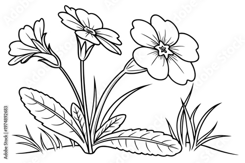 coloring page lineart the primrose flower black vector