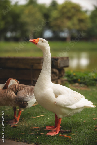 white goose on the grass
