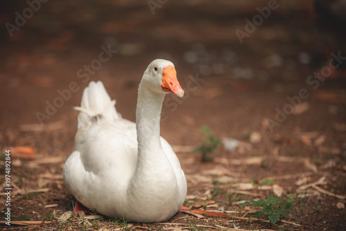 portrait of a goose