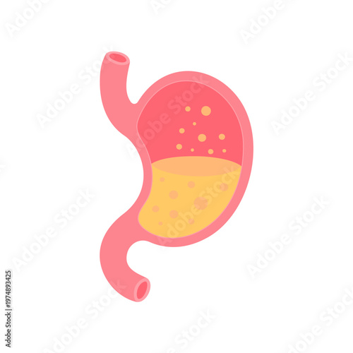human stomach acid illustration