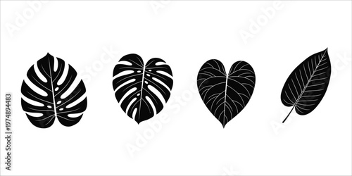 Monstera leaf collection a botanical illustration in black and white