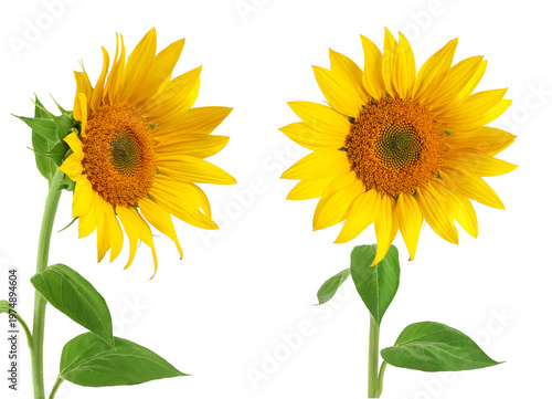 Sunflower isolated on a white background