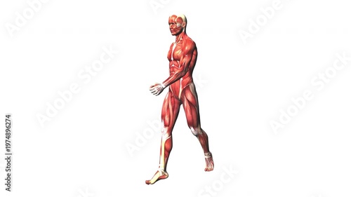 Human Muscular System Muscle Body Walking Anatomy Animation Concept