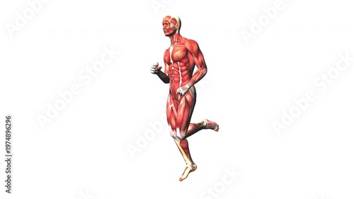 Human Muscular System Muscle Body Running Anatomy Animation Concept