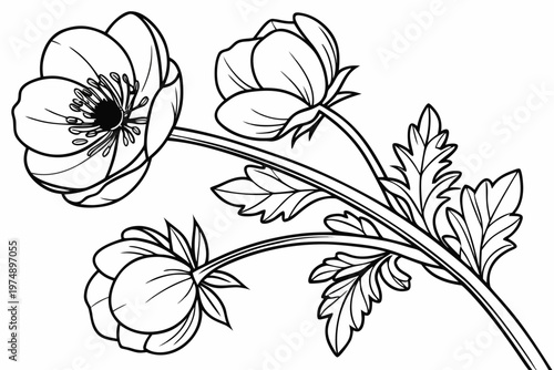 coloring page line art the ranunculus flower black vector
