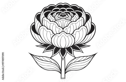 coloring page line art the ranunculus flower black vector