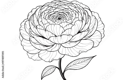 coloring page line art the ranunculus flower black vector