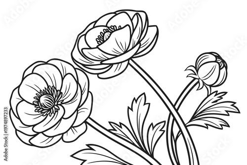 Photos coloring page line art the ranunculus flower black vector