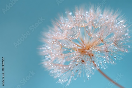 Close-up of a fluffy seed head adorned with sparkling water droplets