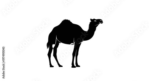 Silhouette of a Camel on a White Background